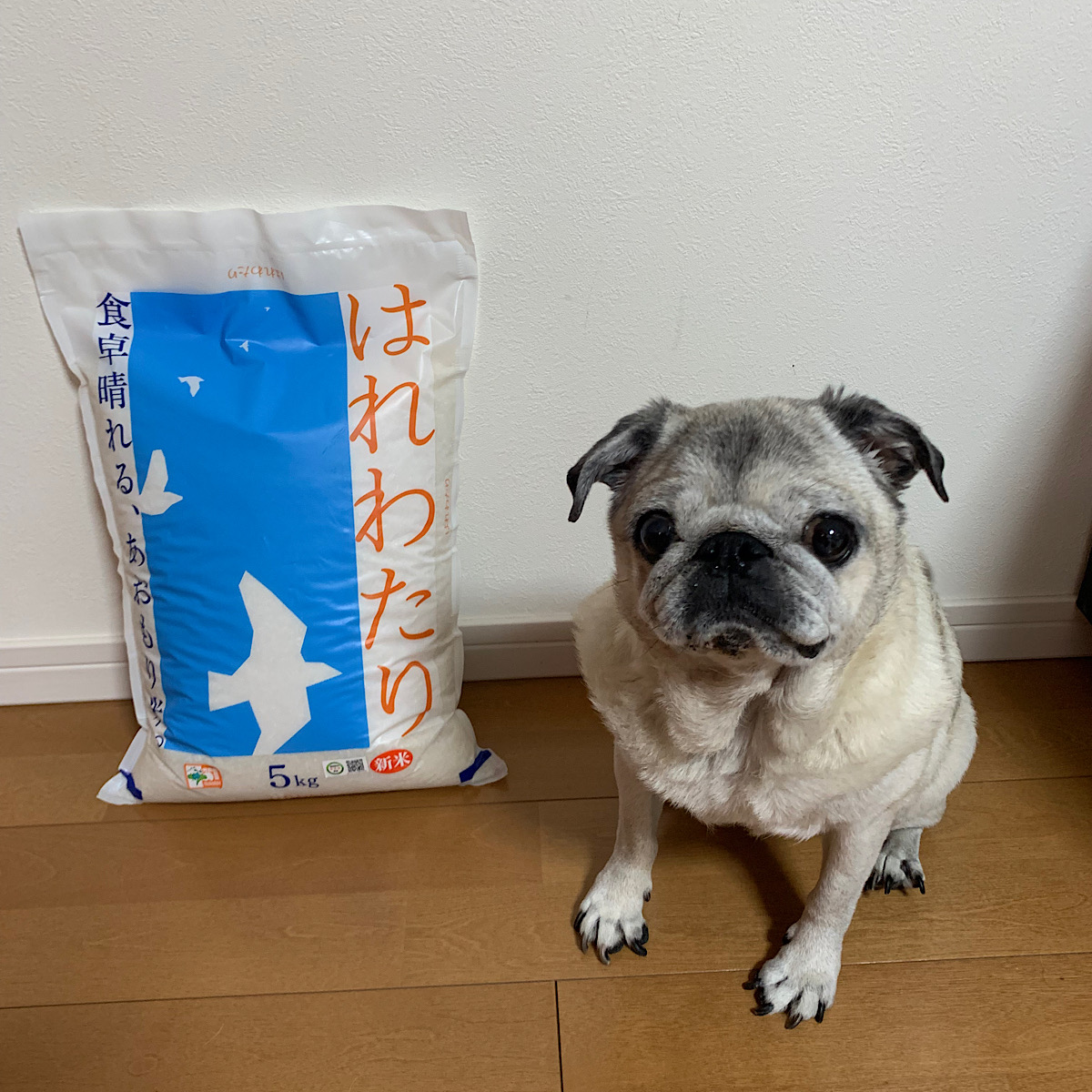 テスト【特別栽培米】はれわたり１０kg